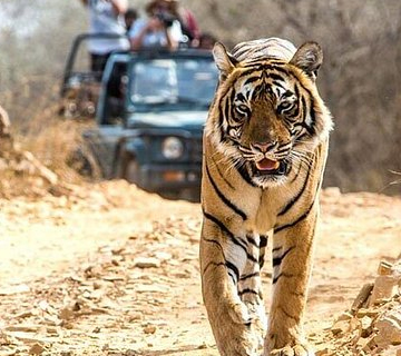 Ranthambore Jeep/Canter Safari