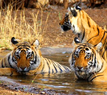 Golden Triangle Tour with Ranthambore By Private Car Driver 