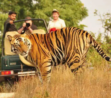 Jaipur - Ranthambore Tiger Safari Day Trip